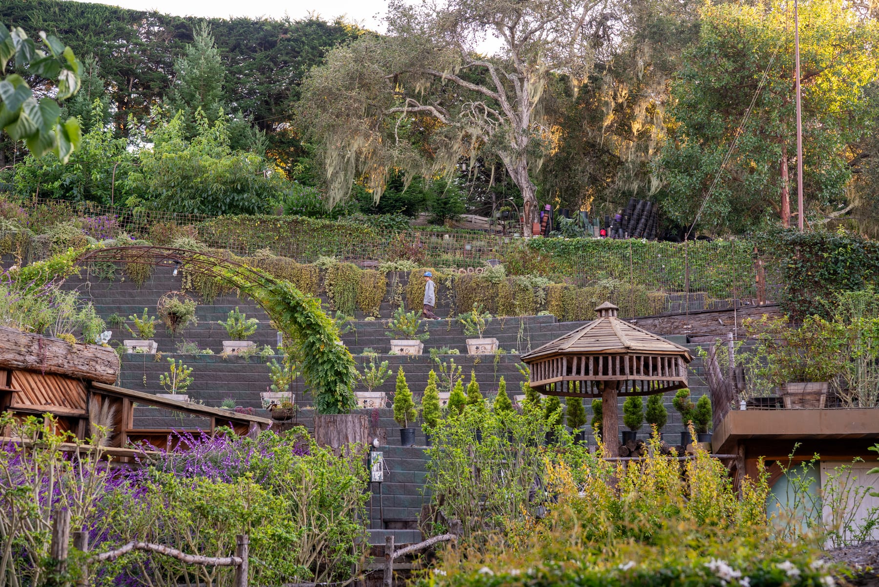 Terraced garden beds on the hillside